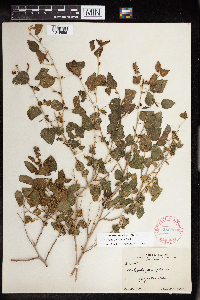 Acalypha californica image