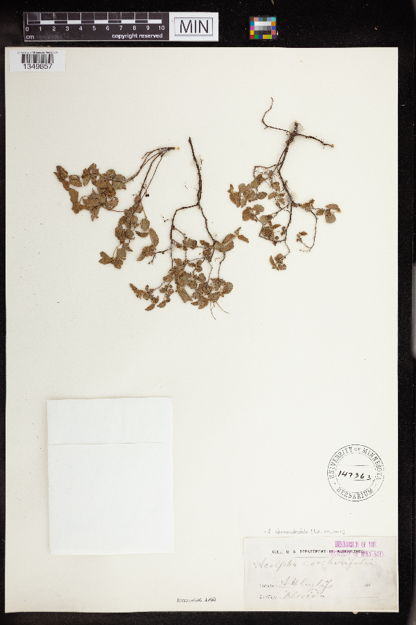 Acalypha chamaedrifolia image