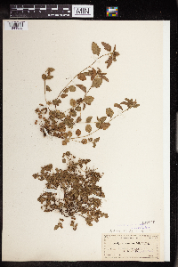 Acalypha chamaedrifolia image