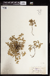 Acalypha chamaedrifolia image