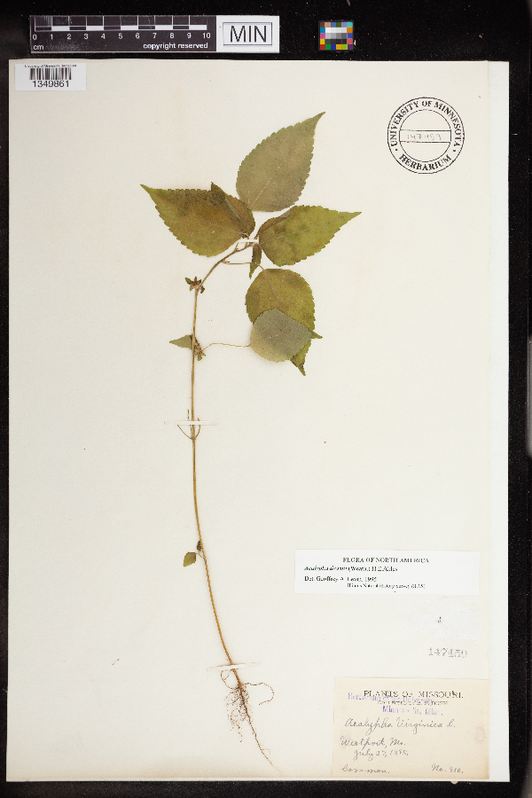 Acalypha deamii image