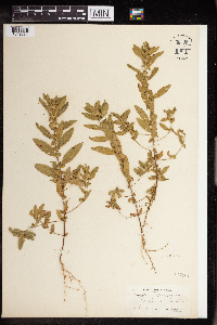 Acalypha gracilens image