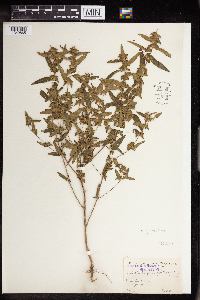 Acalypha gracilens image