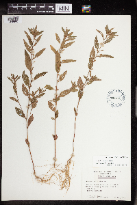 Acalypha gracilens image