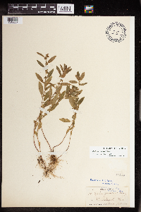 Acalypha gracilens image