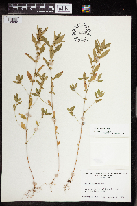 Acalypha gracilens image