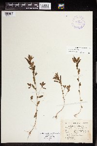 Acalypha gracilens image