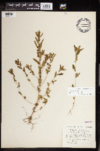 Acalypha gracilens image