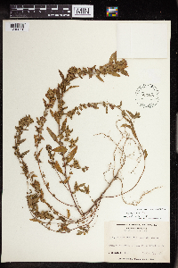 Acalypha gracilens image