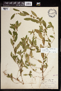 Acalypha gracilens image