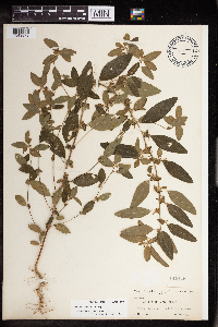 Acalypha gracilens image