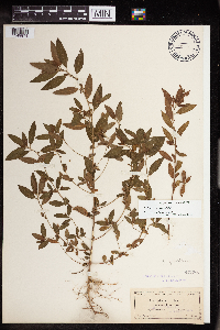 Acalypha gracilens image