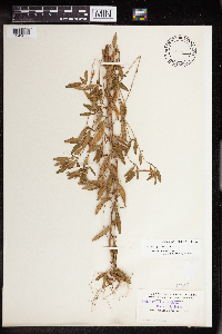 Acalypha gracilens image
