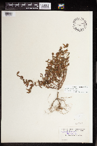 Acalypha gracilens image