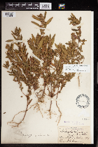 Acalypha gracilens image