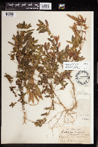 Acalypha gracilens image