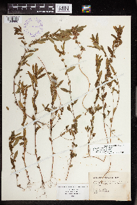 Acalypha gracilens image