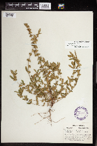 Acalypha gracilens image