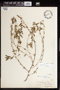 Acalypha gracilens image