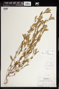 Acalypha gracilens image