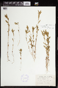 Acalypha gracilens image