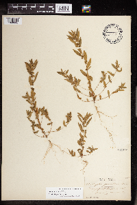 Acalypha gracilens image