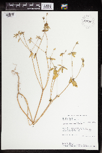 Acalypha gracilens image