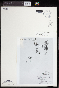 Acalypha gracilens image