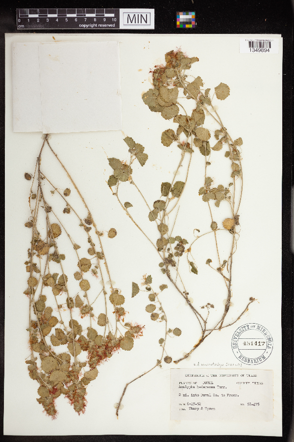 Acalypha monostachya image