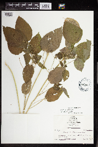 Acalypha persimilis image