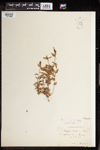 Acalypha persimilis image