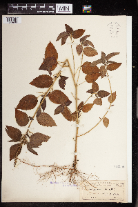 Acalypha persimilis image