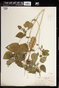 Acalypha persimilis image