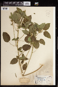 Acalypha persimilis image