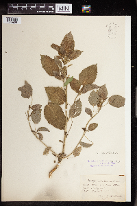 Acalypha persimilis image