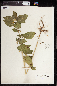Acalypha persimilis image