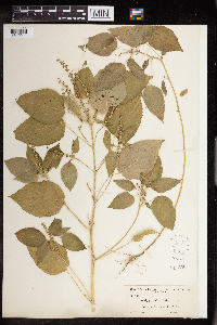 Acalypha persimilis image