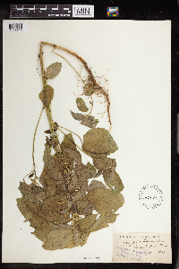 Acalypha persimilis image