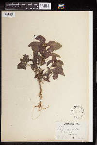 Acalypha persimilis image