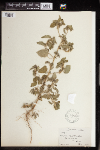 Acalypha persimilis image