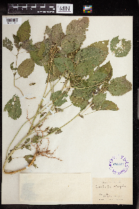 Acalypha persimilis image