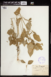 Acalypha persimilis image