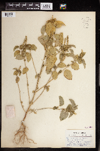 Acalypha persimilis image