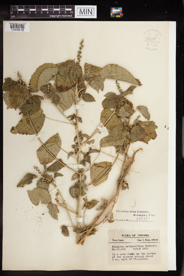 Acalypha persimilis image