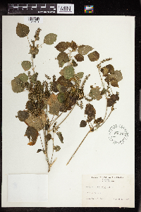 Acalypha persimilis image