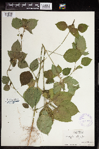 Acalypha persimilis image