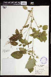 Acalypha persimilis image