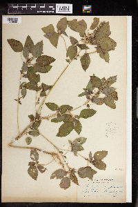 Acalypha persimilis image