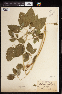 Acalypha persimilis image