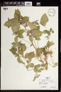 Acalypha persimilis image